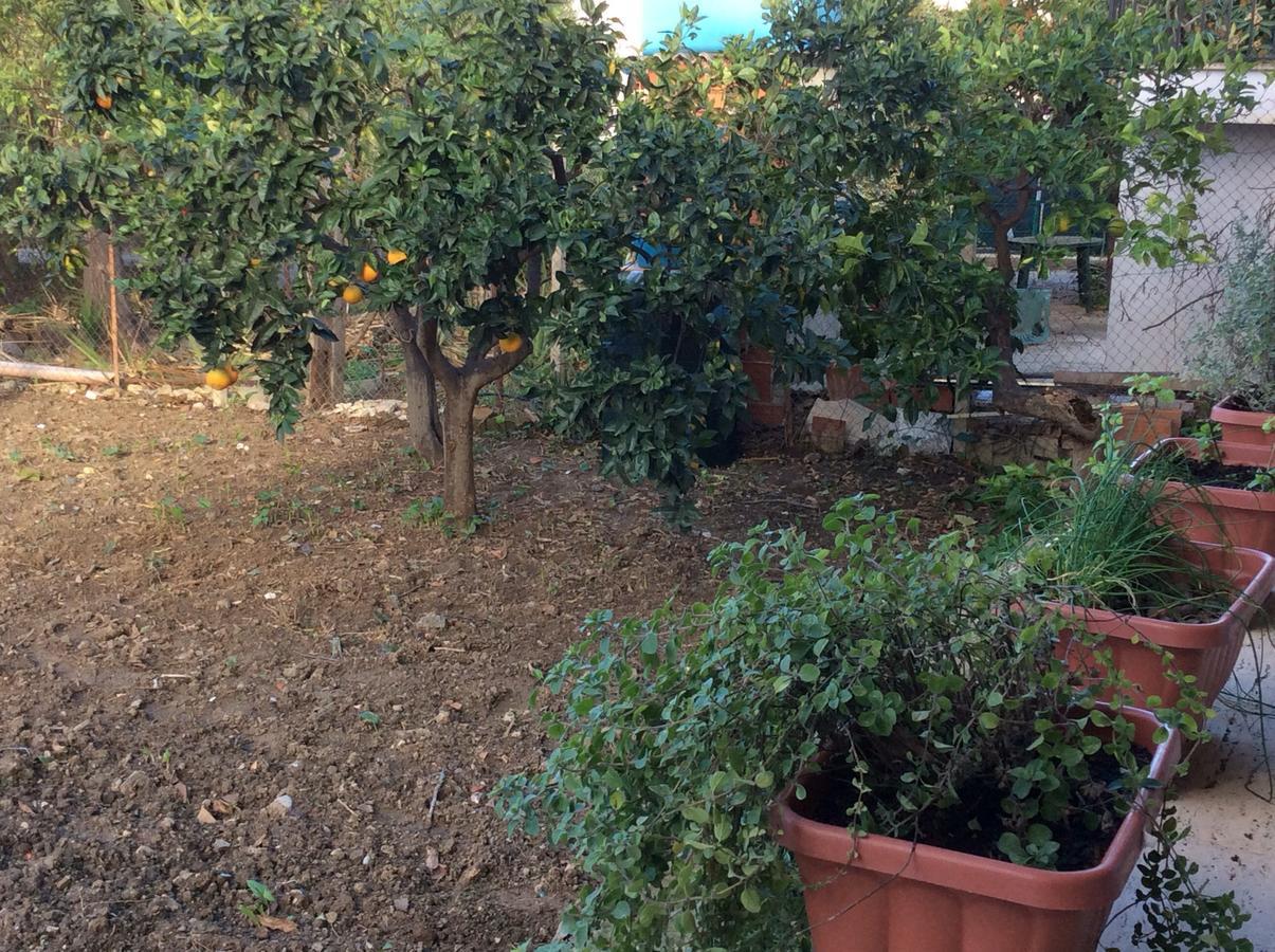 Ifioridisicilia Bed and Breakfast Campofelice Di Roccella Eksteriør billede